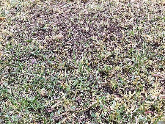 Technik zu Hause: Einhell Akku-Vertikutierer GE-SC 35/1 Li-Solo im Test